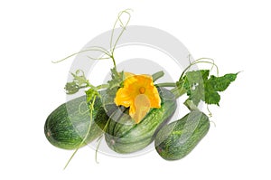 Zucchini and stalk with leaves, tendrils and flower