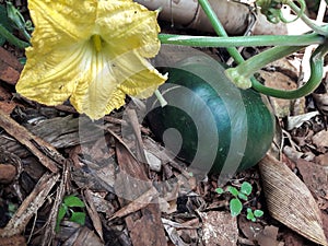 Zucchini Tortuga from a vegetable garden in the rural region of TrÃÂªs Barras, municipality of Serro. photo