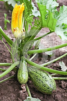 Zucchini in vegetable garden