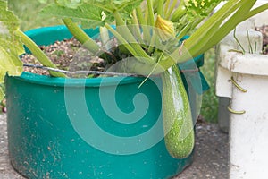 Zucchini in a vegetable garden