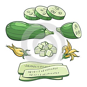 Zucchini vegetables colored sketch