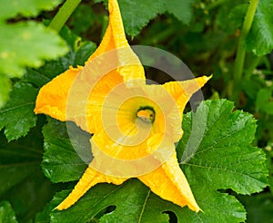 Zucchini yellow flower and green leaves