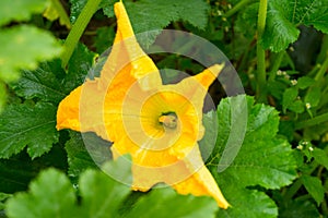 Zucchini yellow flower and green leaves