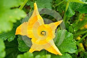 Zucchini yellow flower and green leaves