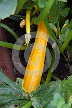 Zucchinis being grown