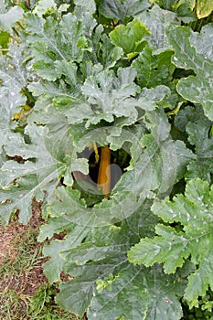 Zucchinis being grown