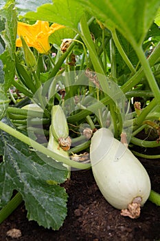 Zucchinis being grown