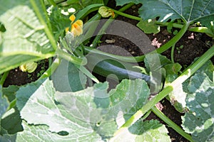 Zucchinis being grown