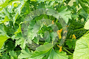 Zuchini plant with green leaves and yellow flowers, close-up. Vegetable background from vegetable marrow bush for photo