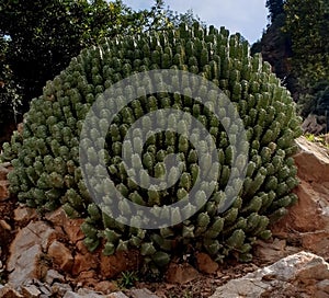 Zucum plant in the mountain photo