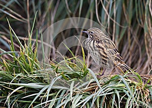 Zuid-Georgische Pieper, South Georgia Pipit, Anthus antarcticus