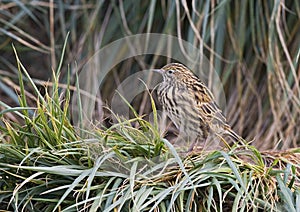 Zuid-Georgische Pieper, South Georgia Pipit, Anthus antarcticus