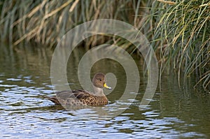 Zuid-Georgische Pijlstaart, South Georgia Pintail, Anas georgica