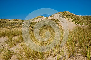 Zuid Kennemerland nature park, Zandvoort beach dunes, Holland, Netherlands photo