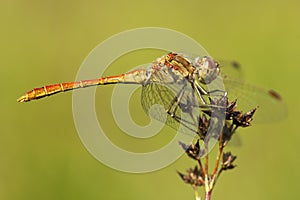 Zuidelijke heidelibel, Southern Darter, Sympetrum meridionale