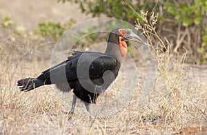 Zuidelijke Hoornraaf, Southern Ground-hornbill, Bucorvus leadbea