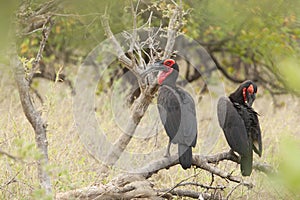 Zuidelijke Hoornraaf, Southern Ground-hornbill, Bucorvus leadbeateri