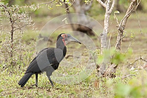 Zuidelijke Hoornraaf, Southern Ground-hornbill, Bucorvus leadbeateri