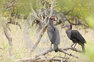 Zuidelijke Hoornraaf, Southern Ground-hornbill, Bucorvus leadbeateri