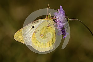 Zuidelijke luzernevlinder, Berger's Clouded Yellow