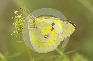 Zuidelijke luzernevlinder, Berger's Clouded Yellow