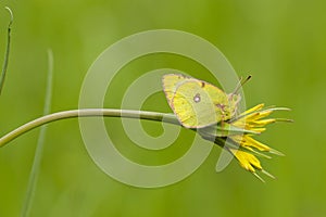 Zuidelijke luzernevlinder, Berger's Clouded Yellow