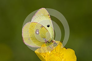 Zuidelijke luzernevlinder, Berger's Clouded Yellow photo