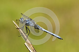 Zuidelijke oeverlibel, Southern Skimmer, Orthetrum brunneum