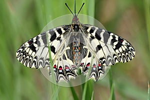 Zuidelijke Pijpbloemvlinder, Southern Festoon, Zerynthia polyxena