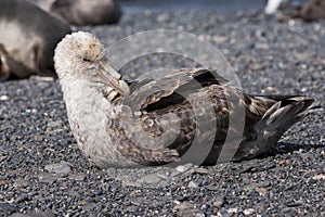 Zuidelijke Reuzenstormvogel, Southern Giant Petrel, Macronectes photo