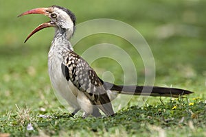 Zuidelijke Roodsnaveltok, Southern Red-billed Hornbill, Tockus r