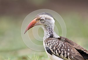 Zuidelijke Roodsnaveltok, Southern Red-billed Hornbill, Tockus r