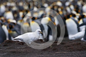 Zuidpoolkip, Snowy Sheathbill, Chionis albus
