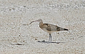 Zuidzeewulp, Bristle-thighed Curlew, Numenius tahitiensis photo