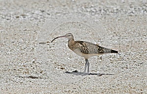 Zuidzeewulp, Bristle-thighed Curlew, Numenius tahitiensis