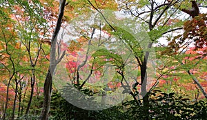 Arima Zuihouji Park in Autumn photo