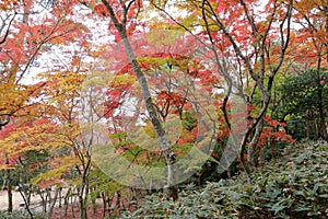 Arima Zuihouji Park in Autumn photo