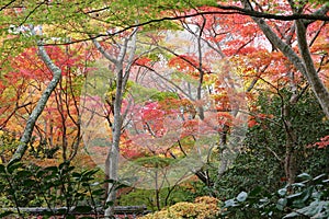 Arima Zuihouji Park in Autumn photo