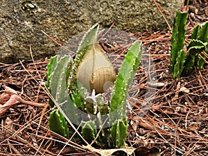 Zulu Giant (Ceropegia gigantea) is a species of flowering plant in the genus Stapelia.