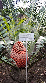 Zululand Cycad plant