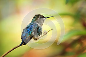 Zunzuncito, smallest hummingbird on earth