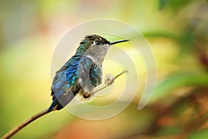 Zunzuncito, smallest hummingbird on earth photo