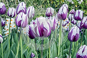 Zurel Tulips