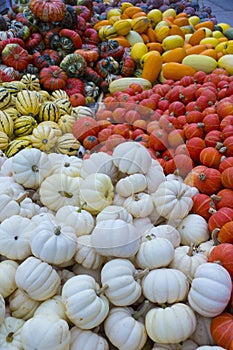 Zurich, Switzerland - BÃ¤chlihof - Pumpkin farm