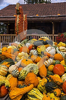 Zurich, Switzerland - BÃ¤chlihof - Pumpkin farm