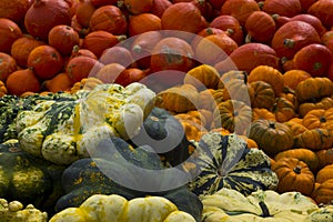 Zurich, Switzerland - BÃ¤chlihof - Pumpkin farm