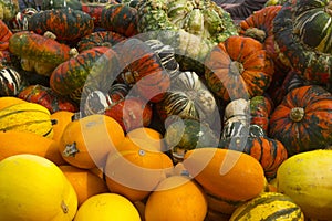 Zurich, Switzerland - BÃ¤chlihof - Pumpkin farm