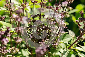 Thai sweet Basil or Ocimum Basilicum plant in Zurich in Switzerland