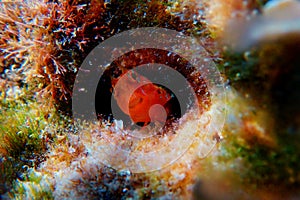 Zvonimir`s blenny Mediterranean fish - Parablennius zvonimiri