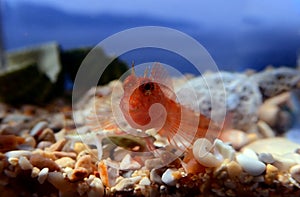 Zvonimir`s blenny Mediterranean fish - Parablennius zvonimiri
